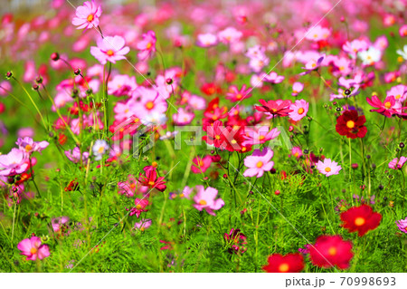 滋賀県東近江市のコスモスの花、秋、色彩、お花 【10月】 滋賀県東近江市のコスモスの花、秋、色彩、お花 【10月】 70998693