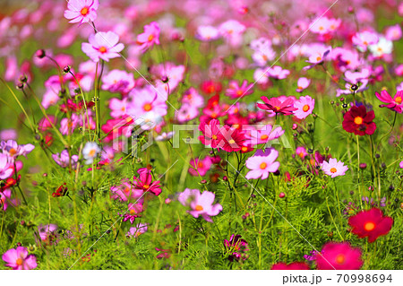 滋賀県東近江市のコスモスの花、秋、色彩、お花　【10月】 70998694