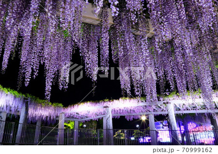 藤岡ふじ祭り 藤岡ふじ祭り 70999162