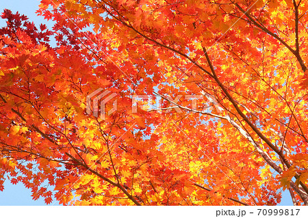 紅葉の木 平和島で紅葉巡り散歩【ミノルタ MC ROKKOR-PG 50mm F1.4＋SONY α7Ⅲ】