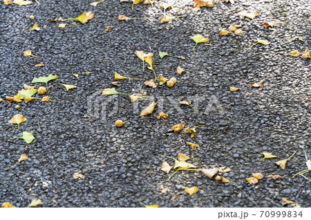 道端に落ちているギンナンと銀杏の葉　福島県福島市 70999834