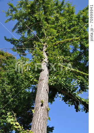 いちょう 70999941