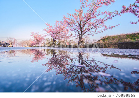 河津桜　水溜り　リフレクション 70999968