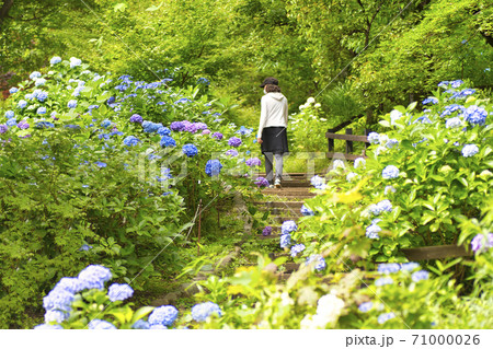 【町田市】薬師池公園の紫陽花 【町田市】薬師池公園の紫陽花 71000026