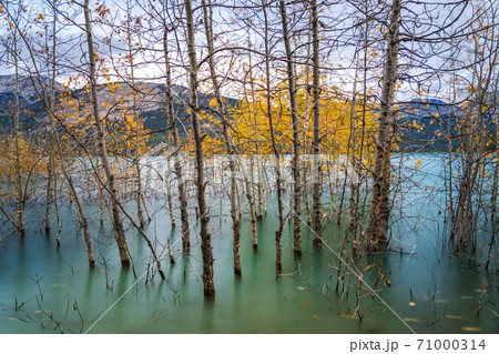 Dried Birch Branches and fallen golden foliage on the emerald green water surface. Scenery view at Abraham lake shore in autumn season. Jasper National Park, Alberta, Canada. 71000314