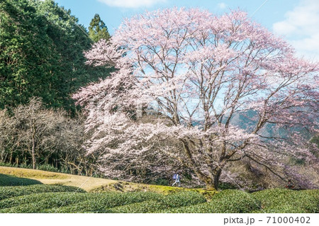 一本桜 子ども 一本桜 子ども 71000402