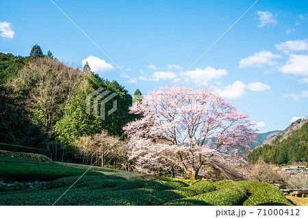 一本桜 子ども 一本桜 子ども 71000412