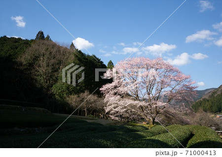 一本桜 子ども 一本桜 子ども 71000413