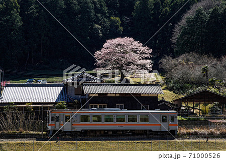 一本桜 71000526