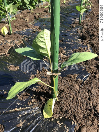ナスの苗 野口種苗の早生真黒茄子 ナスの苗 野口種苗の早生真黒茄子 71000684