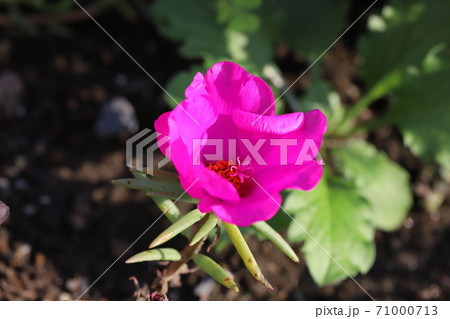 秋の花壇に咲くマツバボタンのピンクの花の写真素材