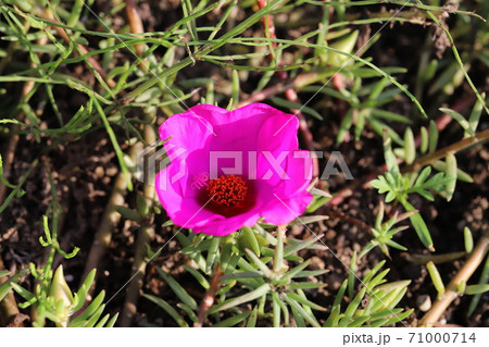 秋の花壇に咲くマツバボタンのピンクの花 71000714