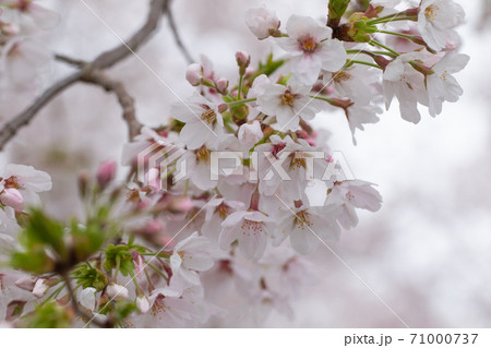 花曇りと満開の桜を背景に桜の花のクローズアップの写真素材