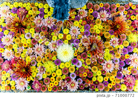 鮮やかな花手水（菊手水）　福島県二本松市 71000772