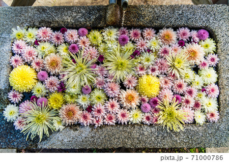 鮮やかな花手水(菊手水) 福島県二本松市 鮮やかな花手水(菊手水) 福島県二本松市 71000786