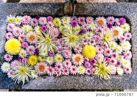 鮮やかな花手水(菊手水) 福島県二本松市 鮮やかな花手水(菊手水) 福島県二本松市 71000787