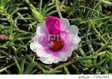 秋の花壇に咲くマツバボタンのピンクと白のグラデーションの花の写真素材