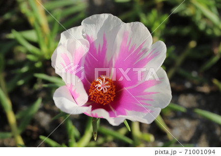 秋の花壇に咲くマツバボタンのピンクと白のグラデーションの花の写真素材