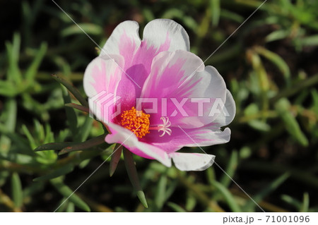 秋の花壇に咲くマツバボタンのピンクと白のグラデーションの花の写真素材