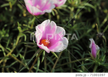 秋の花壇に咲くマツバボタンのピンクと白のグラデーションの花 秋の花壇に咲くマツバボタンのピンクと白のグラデーションの花 71001097