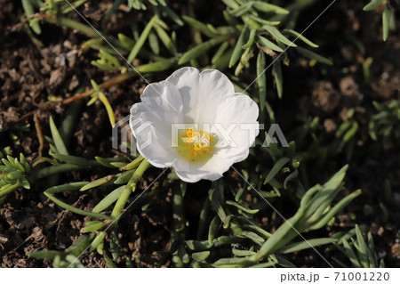 秋の花壇に咲くマツバボタンの白い花の写真素材