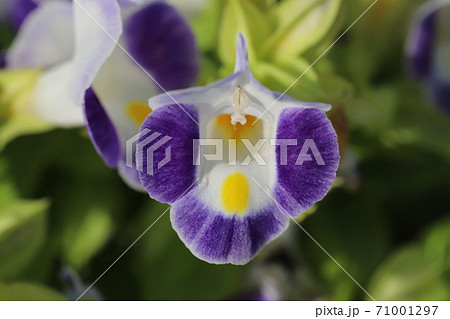 秋の花壇に咲くトレニアの紺色の花の写真素材
