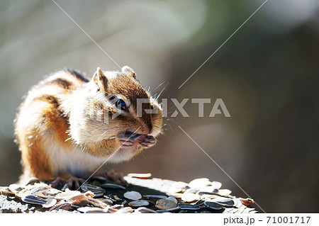 シマリス　”野生動物” 71001717