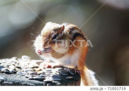 シマリス ”野生動物” シマリス ”野生動物” 71001719
