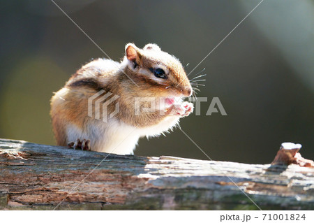シマリス 野生動物 の写真素材