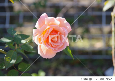 サーモンピンクのバラの花の写真素材