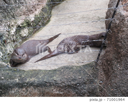 コツメカワウソ 71001964