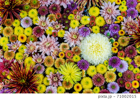 鮮やかな花手水(菊手水) 福島県二本松市 鮮やかな花手水(菊手水) 福島県二本松市 71002015