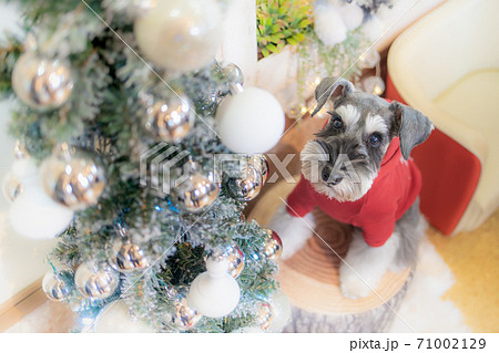 クリスマスツリーを見つめる犬 クリスマスツリーを見つめる犬 71002129