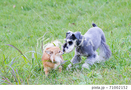 ドッグランで楽しそうに遊ぶ犬 71002152