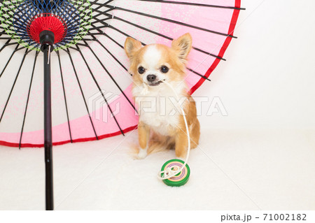 日本のお正月の遊びのこま回しをする犬の写真素材