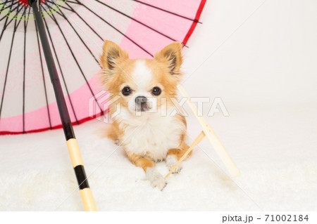 日本の伝統的な遊びの竹とんぼを持つチワワの写真素材