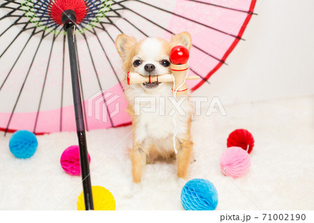 お正月遊びのけん玉をくわえる犬 お正月遊びのけん玉をくわえる犬 71002190