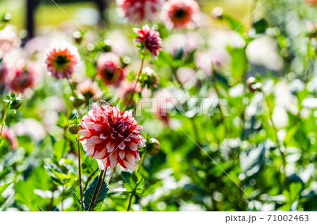 鮮やかに咲いたダリヤ　山形県川西町 71002463