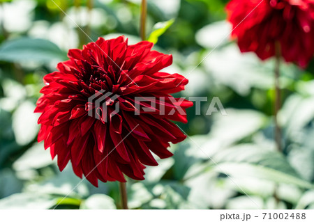 鮮やかに咲いたダリヤ　山形県川西町 71002488