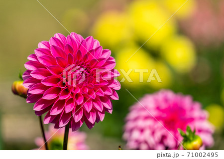 鮮やかに咲いたダリヤ　山形県川西町 71002495