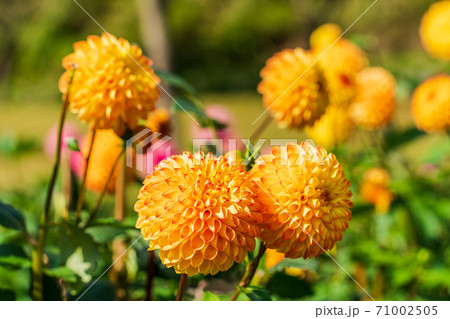 鮮やかに咲いたダリヤ 山形県川西町 鮮やかに咲いたダリヤ 山形県川西町 71002505