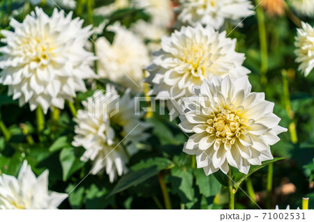 鮮やかに咲いたダリヤ　山形県川西町 71002531