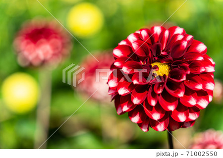 鮮やかに咲いたダリヤ　山形県川西町 71002550