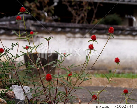 屋根のついた白塀とキバナセンニチコウ 黄花千日紅 の写真素材