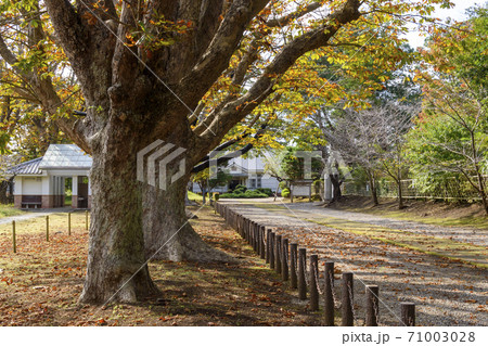 三里塚御料牧場記念館 秋のマロニエ並木 三里塚御料牧場記念館 秋のマロニエ並木 71003028
