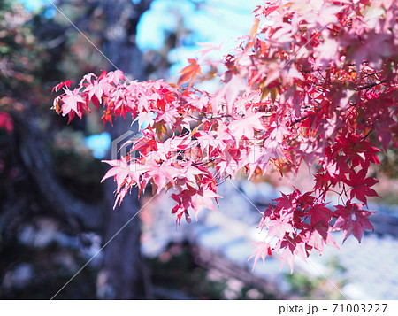 新潟県 田上町 椿寿荘 新潟県 田上町 椿寿荘 71003227
