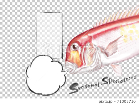 甘鯛 D手描き(タイトルと吹き出し) 甘鯛 D手描き(タイトルと吹き出し) 71003710