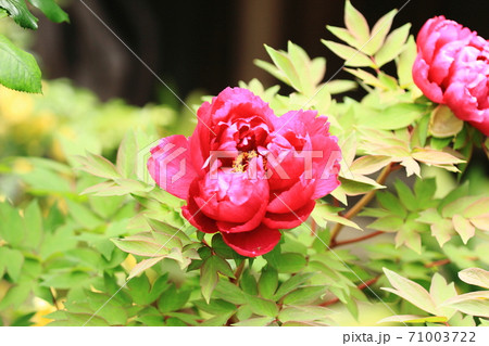 美しく赤い牡丹の花、 71003722