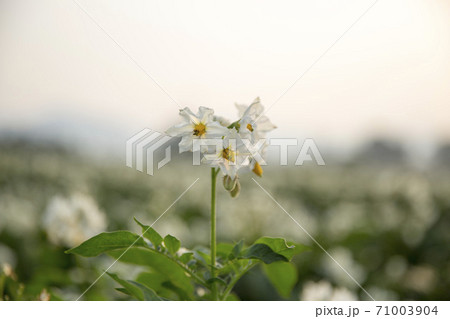 ジャガイモの花 植物 花の写真素材