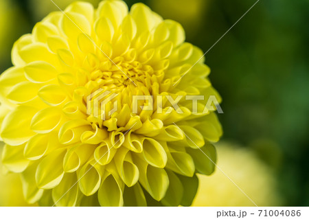 鮮やかに咲いたダリヤ 山形県川西町 鮮やかに咲いたダリヤ 山形県川西町 71004086